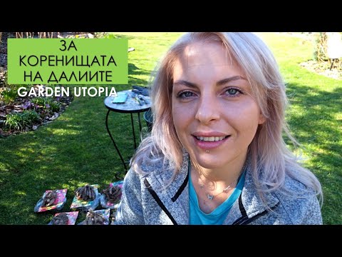 Видео: КОРЕНИЩА НА ДАЛИИ - Структура, делене, съхранение
