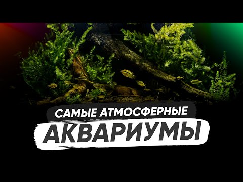 Видео: Акварелакс. ТОП 10 - Самые атмосферные биотопные аквариумы