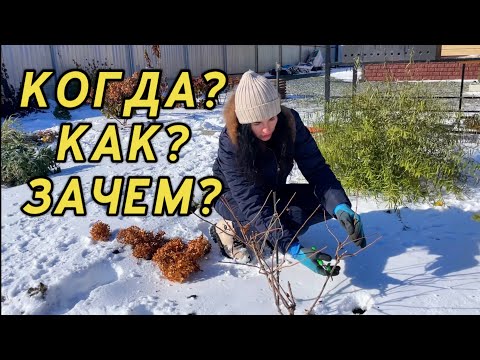 Видео: ОБРЕЗКА ГОРТЕНЗИЙ! ОСНОВНЫЕ ПРАВИЛА!