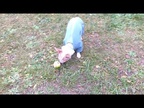 Видео:  Чишкины истории. Вот это пончик!