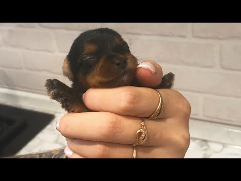 Видео: VLOG: Щенки йорка ♥️переезд в вольер 🤍чем кормить маму щенков?