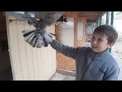 Видео: Моя Новая Голубятня! Как Вам?