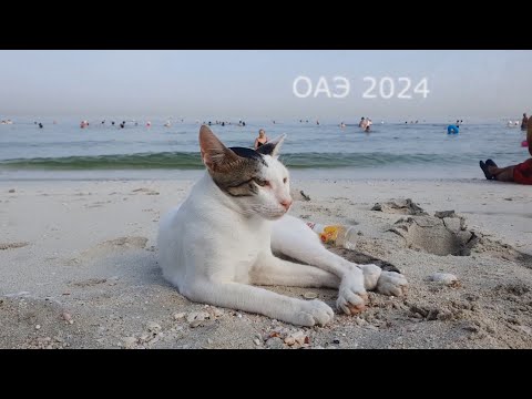 Видео: Скучные страны - ОАЭ. Дубай, Аджман, Оман