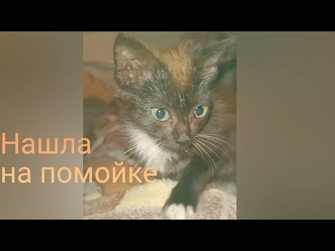 Видео: Нашла на помойке. Малышка Муха 2.