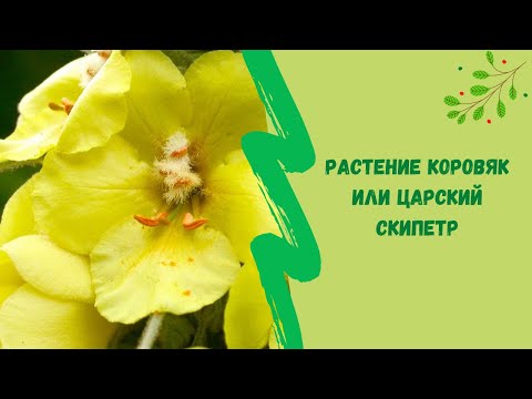 Видео: 🌻Растение коровяк или царский скипетр