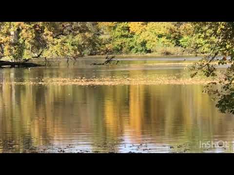 Видео: Красивая природа Баварии22.10.25.