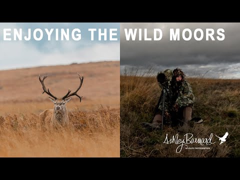 Видео: Дикая встреча: день на болотах