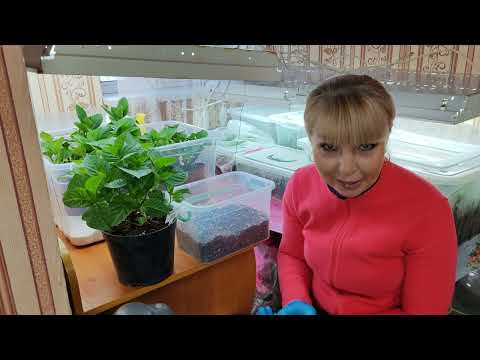 Видео: Гортензия-полуфабрикат!🌺🌺🌺Брать или не брать?