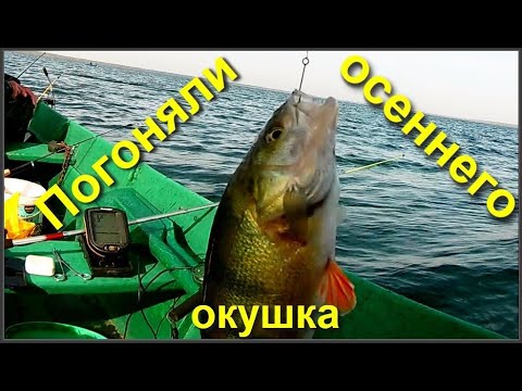 Видео: Погоняли осеннего окушка