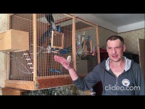 Видео: Не повторюйте наших помилок....#корелла #попугай #birds #попугай #birds #cockatiel