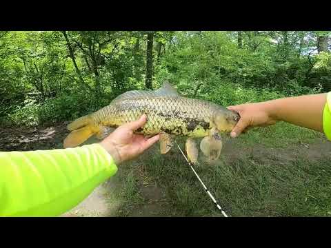 Видео: Рыбалка на карп, Chicago (День 1) / Carp Fishing, Fox River(Chicago,Day1)