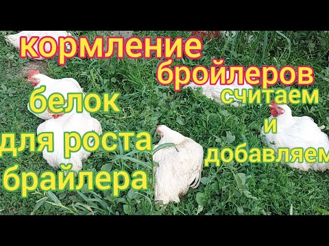 Видео: Кормление бройлеров. Как расчитать процент протеина в зерносмеси и мешанке и как его увеличить.