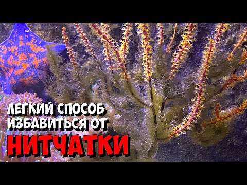 Видео: Средство против бриопсиса и нитчатых водорослей в морском аквариуме