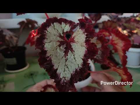 Видео: КАЛЕЙДОСКОП ЛИСТЬЕВ.ОБЗОР БЕГОНИИ,часть4.