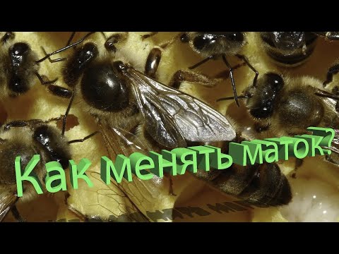 Видео: Профессор Кашковский: Как менять маток?