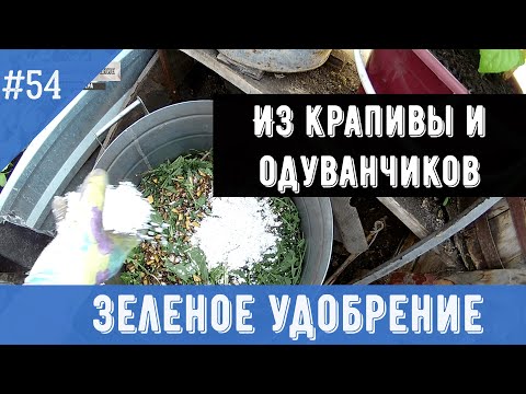 Видео: Зеленое удобрение из крапивы и одуванчиков в садовом участке