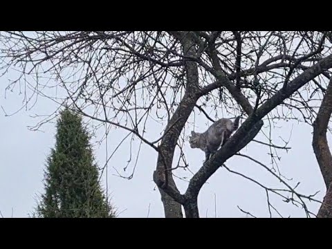 Видео: Возвращение осени, шустрые кошки и насыщенный вечер