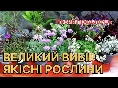 Видео: Чому я вже НЕ КУПЛЯЮ рослини в інтернет-магазинах? Велика розпаковка