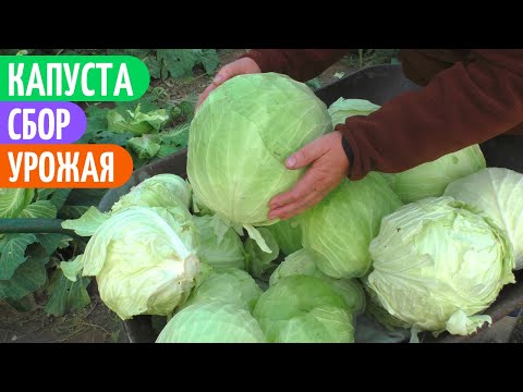 Видео: КОГДА Убирать КАПУСТУ с Участка. Обзор грядок.