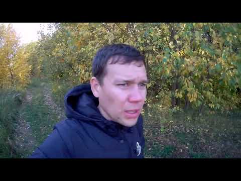 Видео: лесное