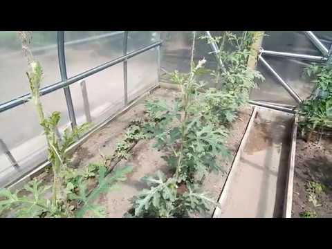 Видео: Бахча в теплице. Вертикальная формировка