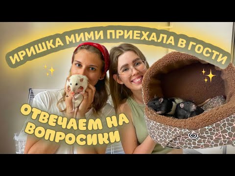Видео: РЕАКЦИЯ ИРИШКИ МИМИ НА МОИХ КРЫС😅 ОТВЕЧАЕМ НА ВОПРОСЫ ДРУГ ДРУГА