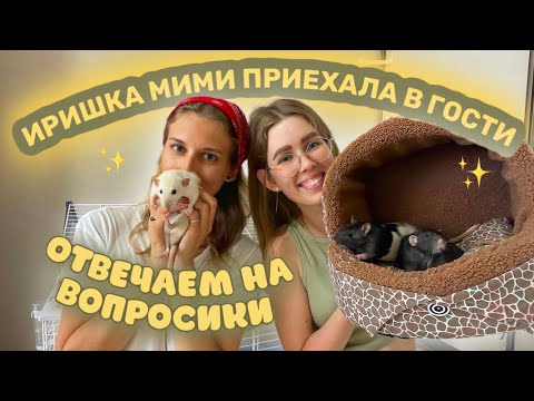 Видео: РЕАКЦИЯ ИРИШКИ МИМИ НА МОИХ КРЫС😅 ОТВЕЧАЕМ НА ВОПРОСЫ ДРУГ ДРУГА