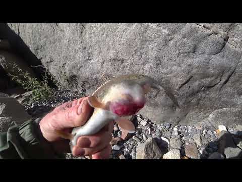 Видео: Форель мутант