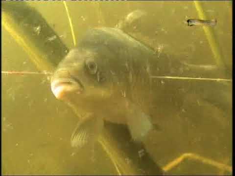 Видео: Подводная охота (А.Кочубей): Старый новый год в Суворове