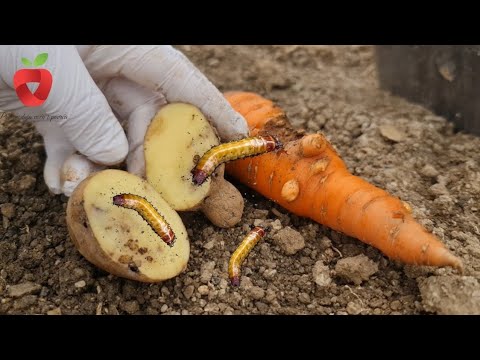 Видео: Эти вредители уничтожают овощи — избавьтесь от проволочников таким образом.