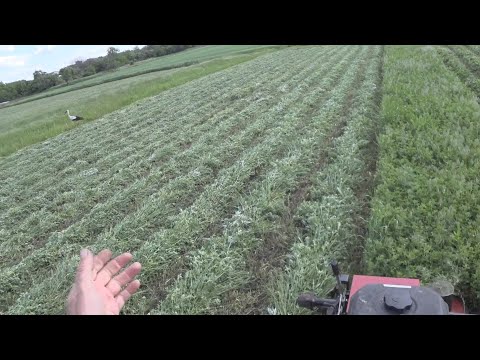 Видео: Косим люцерну дешевой косилкой