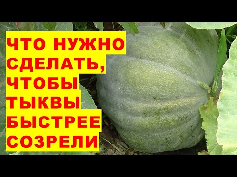 Видео: Что нужно сделать, чтобы тыквы быстрее созрели на огороде?