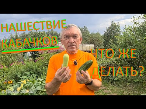 Видео: НЕКУДА ДЕВАТЬ КАБАЧКИ?