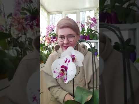 Видео: Пересадка масдевалии в Триферн