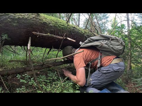 Видео: ТО ЩОСЬ!.Кульгаючи по Горах, збираємо ГРИБИ🍄! ТАК ще НЕ збирали!) 5 вересня, Білі, Лисички і ще...