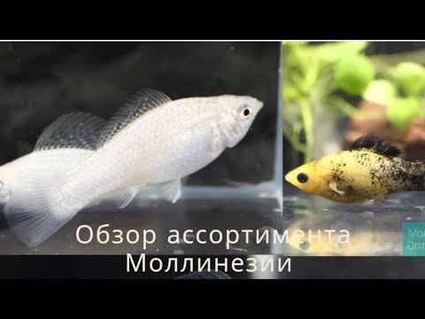 Видео: Обзор ассортимента Моллинезий на моей разводне 😊