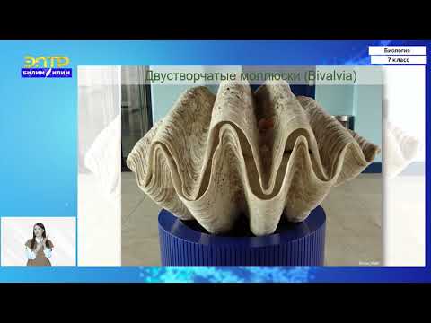 Видео: 7-класс |  Биология |  Тип моллюски. Общая характеристика. Класс Брюхоногие. Класс Двустворчатые