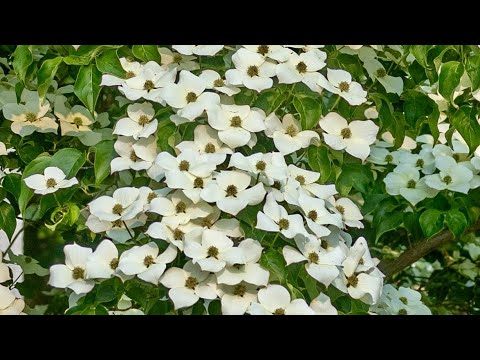 Видео: Осенний сад. 