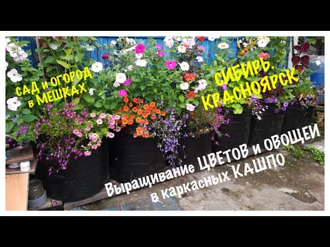 Видео: Выращивание ЦВЕТОВ и ОВОЩЕЙ в каркасных КАШПО. Огород Галины Ивановой 2019-2020. Сибирь. Красноярск.