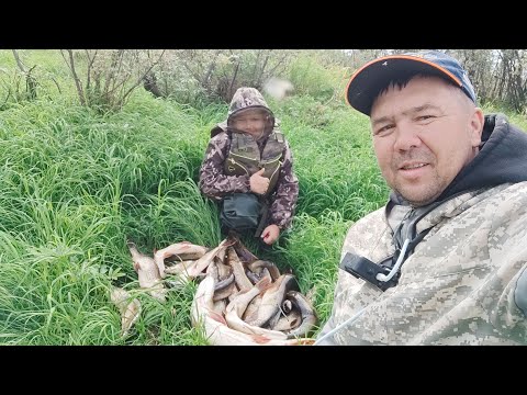 Видео: КРАСИВОЕ ТУМАННОЕ УТРО И СНОГСШИБАТЕЛЬНЫЙ КЛЁВ ЩУКИ.