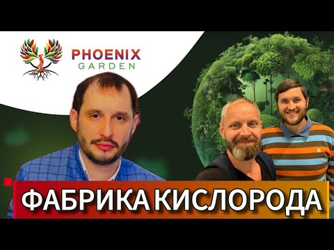 Видео: Павловния - дерево будущего / Презентация Phoenix Garden / Как заработать на экологии