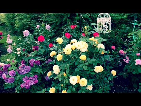Видео: Розы. Новичкам на заметку. Шикарные сорта и идеи .....🌹🌹🌹