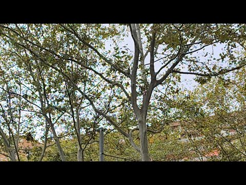Видео: Осень. Лариса Никитина в прямом эфире!