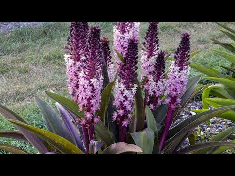 Видео: РЕДКИЕ луковичные, о которых вы не слышали!