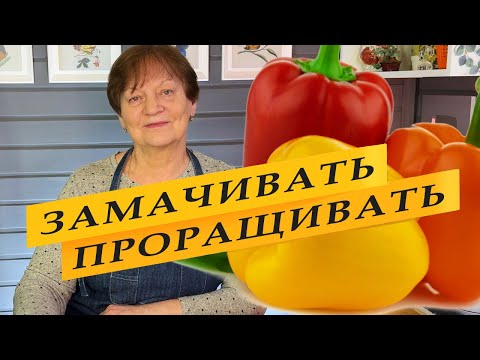 Видео: Замачивать или проращивать. Как правильно. Сладкий перец.
