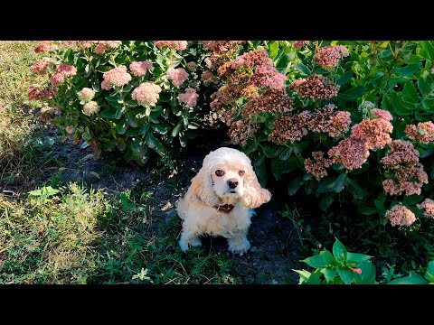 Видео: ОСЕННЯЯ ПОСАДКА НЕПРИХОТЛИВЫХ МНОГЛЕТНИКОВ. ПОСАДКА ОЧИТКА ВИДНОГО!!!