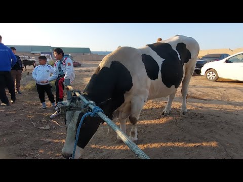 Видео: БЕРУНИЙ МОЛ БОЗОРИ 1-КИСМ 22.09.2024