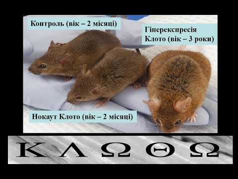 Видео: Старіння: молекулярні механізми. Перша лекція (2 частина)
