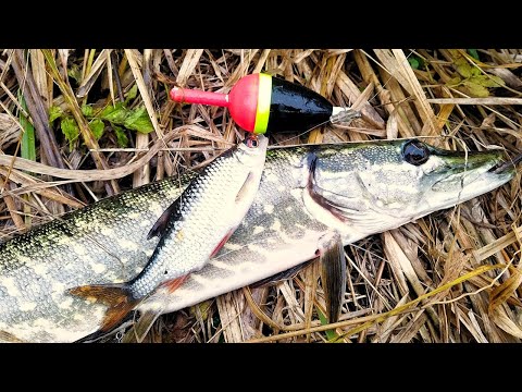 Видео: Ловля Щуки на Живця. Перевірив Окунів на Спінінг
