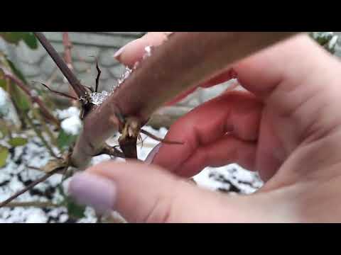 Видео: Які сорти ожини видалила в 2024. Як зимує? відповіді на питання 🇺🇦 #ожина #вирощування #нормування